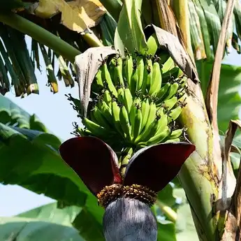 5 Pohon yang Dipercaya Jadi Sarang Setan, Kamu Menanamnya di Rumah?