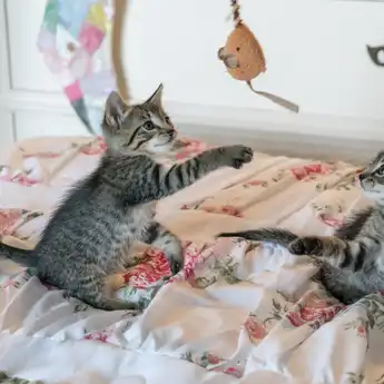 Tafsir Mimpi Digigit Kucing, Sebuah Pertanda Sesuatu Akan Terjadi