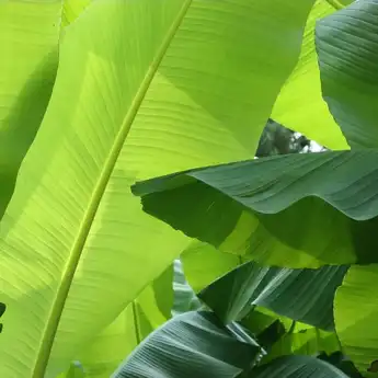 Di Luar Negeri Dijual 300 Ribu Selembar, Ternyata Daun Pisang Punya Khasiat Untuk Atasi Penyakit Perut Mematikan Ini