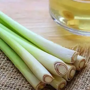 10 Manfaat Serai Untuk Kesehatan Tubuh: Bantu Atasi Obesitas dan Insomnia