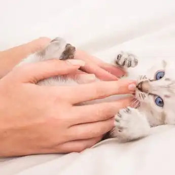 Baru Tahu Ini Ternyata Makna dari 7 Jenis Suara Kucing, Mengeong Lapar