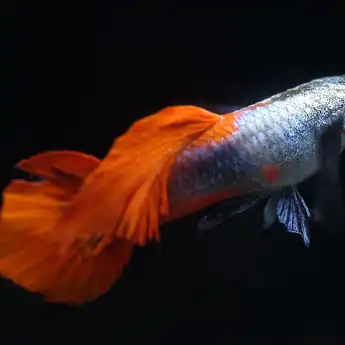 5 Ikan Akuarium Pembawa Keberuntungan Menurut Feng Shui, Bak Punya Sumur Uang!