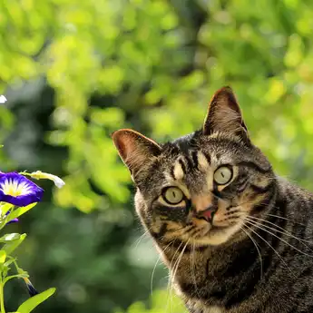 4 Cara Menghilangkan Bau Kencing Kucing, di Lantai hingga Bantal