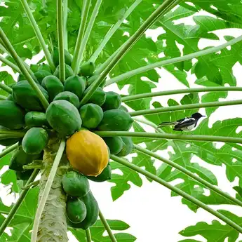 Nyesel Baru Tahu Sekarang, Tanam Pohon Pepaya di Depan Rumah Ternyata Bawa Nasib Buruk