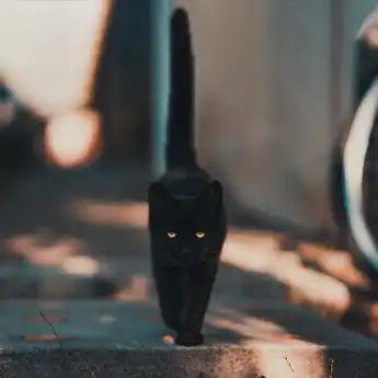 Ngeri Banget! Ini 5 Arti Mitos Menabrak Kucing, Kamu Percaya?
