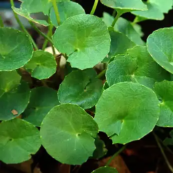Bekhasiat Luar Biasa, Ini Cara Mengongsumsi dan 3 Manfaat Daun Pegagan
