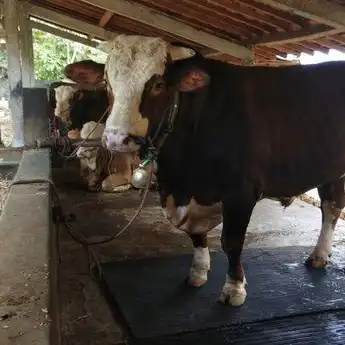 Antisipasi Antraks di Perbatasan Klaten-Gunung Kidul, Ribuan Sapi Divaksin