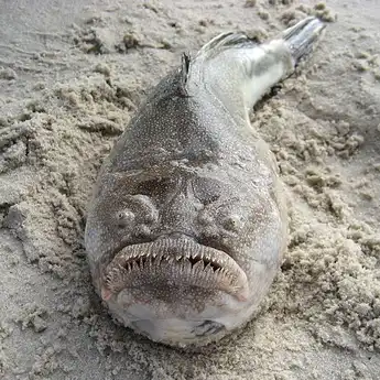 5 Hewan Laut Dalam Paling Mengerikan, Pengidap Thalassophobia Makin Merinding!