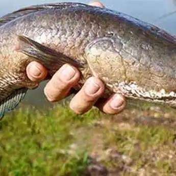 Pantas Dijual Mahal di Luar Negeri, Ikan Rawa Asli Indonesia Ini Ternyata.....