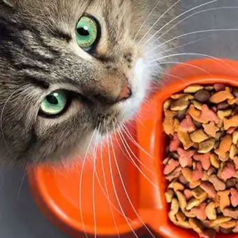 Bukan Kucing, Inilah Hewan Terpuji yang Bisa Selamatkan Manusia di Akhirat Ustad Sarankan Pelihara Banyak-banyak
