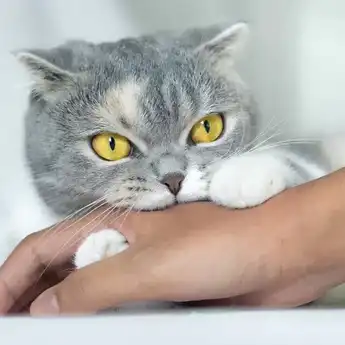 Waspadai 5 Gejala Infeksi Akibat Gigitan Kucing, Ada yang Bisa Sebabkan Rabies
