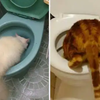 Ya Ampun Kemana Aja Baru Tahu, Ternyata Ini Alasan Kenapa Kucing Suka Minum Air WC