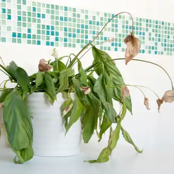 6 Pantangan Dekorasi dalam Fengshui, Bisa Bawa Sial dan Malapetaka, Hati-hati!