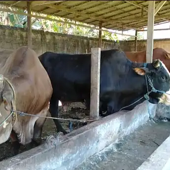 Sapi kena LSD Masih Bisa Jadi Hewan Kurban, Ini Fatwa dari MUI