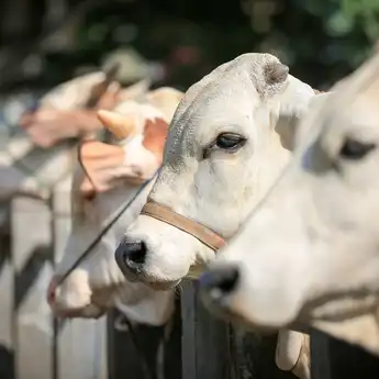 Memahami Hewan Mamalia: Pengertian, Ciri-ciri, Jenis, dan Contohnya