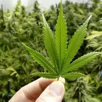 Warga 8 Negara Ini Bebas Menggunakan Ganja, Aman Gak Bakal Dipenjara! 