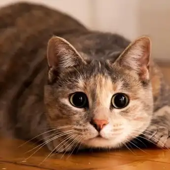 5 Doa Kucing Untuk Orang yang Memberi Mereka Makan, Salah Satunya Rezeki Melimpah!