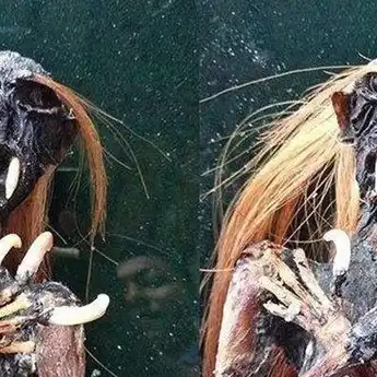 Kisah Pesugihan Joki Skripsi yang Dibunuh Jenglot Pesugihan Miliknya Sendiri