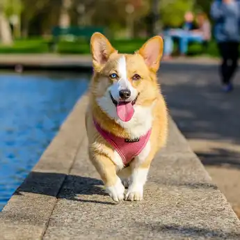 Ini Cara Menghilangkan Najis Anjing, Tak Sesulit yang Dibayangkan 
