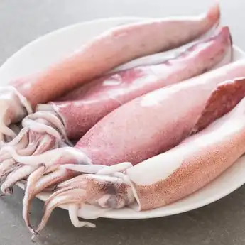 Contoh Hewan Vertebrata, Lengkap dengan Pengertian dan Contohnya