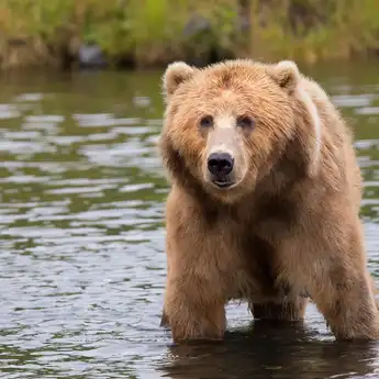 25 Fakta Umum Mengenai Fakta Beruang Grizzly                 