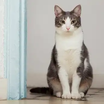 5 Ciri Kucing Hamil yang Mudah Diamati Secara Kasat Mata