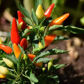 Cara Menanam Cabe dari Biji, Lengkap dengan Langkah Mendapat Bibitnya