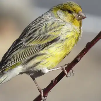 7 Arti Mimpi Menangkap Burung, Waspada Jika dengan Tangan Sendiri!