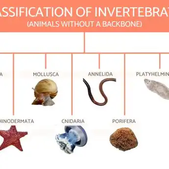 9 Perbedaan Hewan Vertebrata dan Invertebrata yang Perlu Diketahui