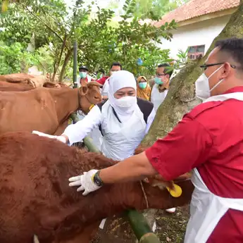 Cegah Penyebaran LSD, Gubernur Jatim Minta Kepala Daerah Segera Lakukan Vaksinasi Sebagai Langkah Preventif
