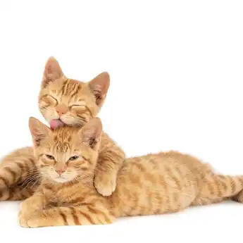 Cara Menemukan Kucing Yang Hilang                               