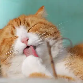 Jangan Lakukan! Ini Bahaya Menarik Ekor Kucing