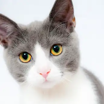 Kenapa Kucing Tidak Masuk Surga? Berikut Penjelasan Lengkapnya!