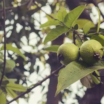 Simak! Apa Saja 5 Manfaat Daun Jambu Biji Bagi Kesehatan Tubuh