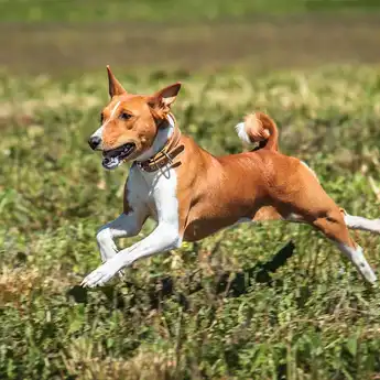 11 Arti Mimpi Dikejar Anjing, Simak Pertanda Baik dan Buruknya!