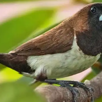 Benarkah Burung Emprit Masuk ke Rumah Pertanda Kebaikan Besar