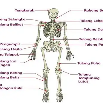 Fungsi Tulang Kering Bagi Tubuh Manusia, Materi Pelajaran Biologi