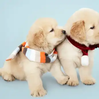 77 Nama Anjing yang Bagus, Lucu, Keren, dan Unik, Anti Mainstream!