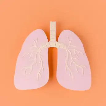 Struktur dan Fungsi Bronkiolus pada Sistem Pernapasan Manusia