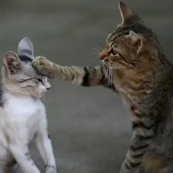 7 Cara Menghilangkan Bulu Kucing di Baju yang Ampuh dan Cepat!