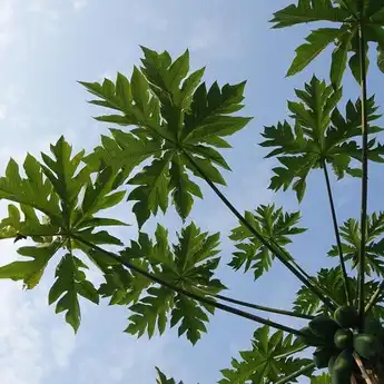 7 Manfaat Daun Pepaya untuk Kesehatan yang Jarang Diketahui, Bisa Bantu Tumbuhkan Rambut!