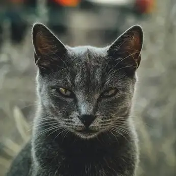 Cara Terhindar dari Nasib Sial Setelah Tak Sengaja Menabrak Kucing!