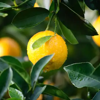 7 Buah yang Mengandung Vitamin C Paling Tinggi, Bagus untuk Tubuh!