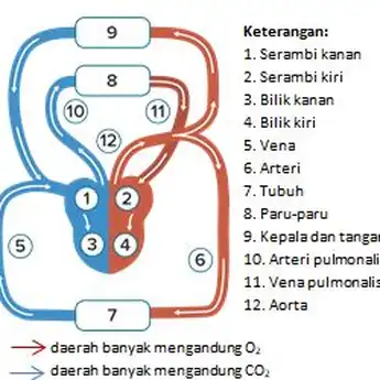 Mengetahui 4 Komponen Darah dan Fungsinya Bagi Tubuh Manusia