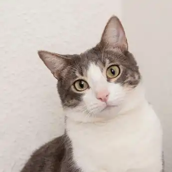 5 Makanan yang Baik untuk Kucing Mencret, Bolehkah Makan Wet Food?
