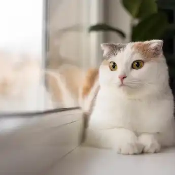 Cara Agar Kucing Tak BAB Sembarangan yang Perlu Pemilik Ketahui