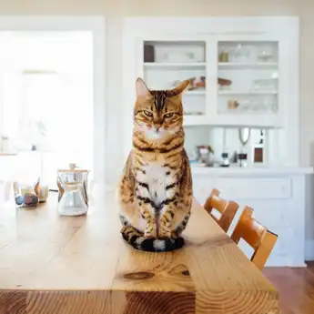 6 Cat Cafe di Jakarta yang Wajib Dikunjungi Para Pencinta Kucing!