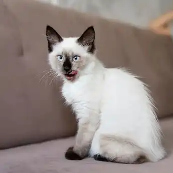 Contoh Report Text tentang Kucing beserta Struktur dan Artinya
