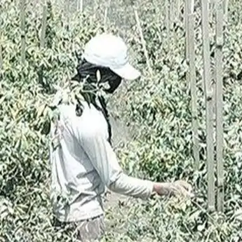 Hujan Abu Merapi, 79 Hektar Lahan Pertanian di Boyolali Rusak