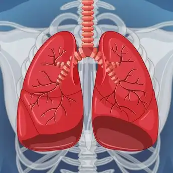 Urutan Organ Pernapasan Manusia yang Benar, Mulai dari Hidung